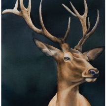 jesleń ewelina dydacka Oh Deer Watercolor chritsmas time rein deer santa 1