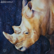 akwarela obraz nosorozec